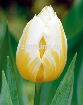 Изображение загружено обработкой по данным файла Excel