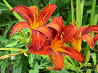 Лилейник гибридный Сэмми Рассел