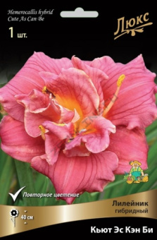 lileinik_gibrid_kiut_as_ken_bi_kaper