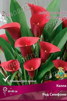 Калла Ред Симфони 12-14/К 2шт