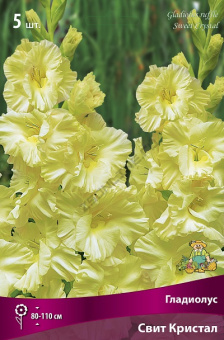 Гладиолус Свит Кристал 10-12/К 5шт