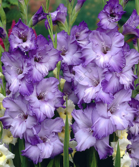 Гладиолус Кот д'Азюр