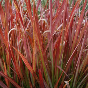 Императа цилиндическая Ред Барон