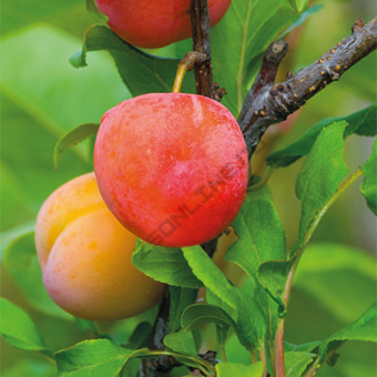 Шарафуга (гибрид)/С