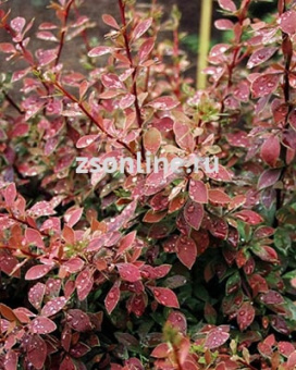 НоменклатураПрисоединенныеФайлы