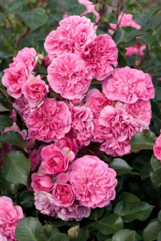 Роза почвопокровная Ле Катр Сэзон