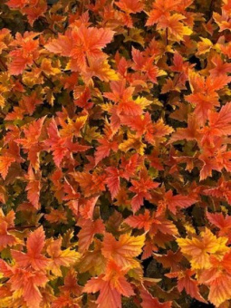 Пузыреплодник калинолистный Мэджик Болл/ЦКорЛюкс