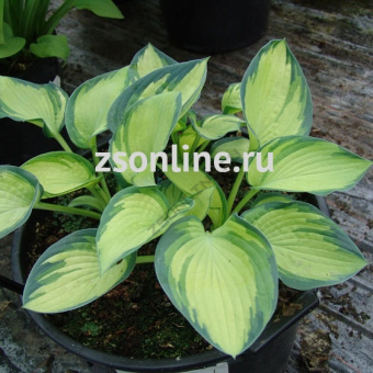 Изображение загружено обработкой по данным файла Excel