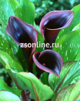 Изображение загружено обработкой по данным файла Excel