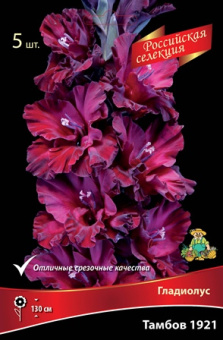 gladiolus_tambov_1921_kaper