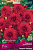 Георгин декоративный Гарден Уандер, классический красный, диаметр цветка 17 см, обильное, 1 шт