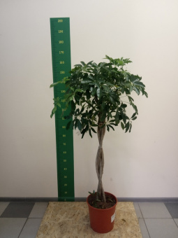 00147182