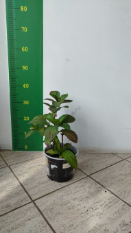 Гортензия крупнолистная смесь, D19