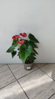 Антуриум  14/50