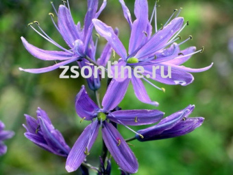 Изображение загружено обработкой по данным файла Excel