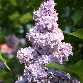 siren_obyknov_velikaya_pobeda