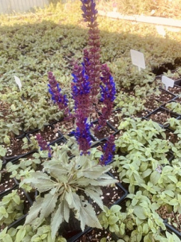 Сальвия дубравная (Шалфей) Адора Блу/К