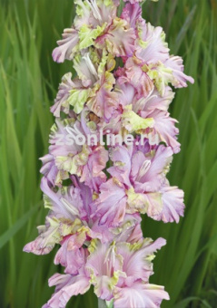 Изображение загружено обработкой по данным файла Excel