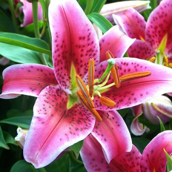 Лилия Восточная Старгейзер