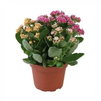 Каланхое D16 H30