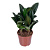 Фикус эластика София D-22 H60 см