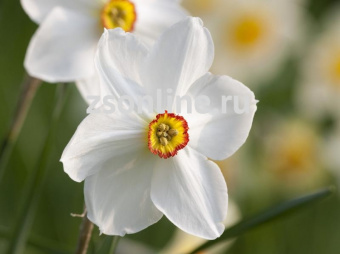 Изображение загружено обработкой по данным файла Excel