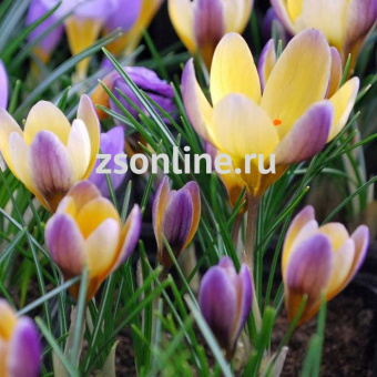 Изображение загружено обработкой по данным файла Excel