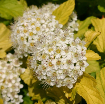 Пузыреплодник калинолистный Дартс Голд