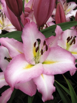 Лилия Восточная Пикет