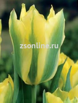 Тюльпан Yellow Spring Green, 5 шт