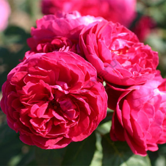 Роза парковая Бисантенэр де Гийо/ЦКор