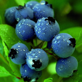 Голубика Кантри (2-летняя) ЗКС