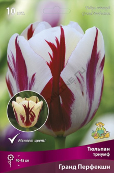 Тюльпан Триумф Гранд Перфекшн, эффектный кремово-белый с вишневым пламенем, 10 шт