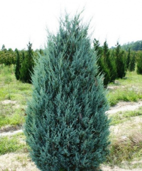 Можжевельник скальный Moonglow Р23,60-80см