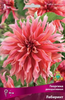Георгин декоративный Лабиринт, ярко-розовый центр, с кремово-розовыми краями, 1 шт