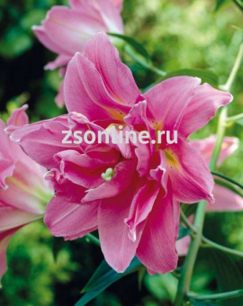 Изображение загружено обработкой по данным файла Excel