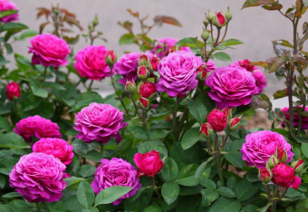 Роза флорибунда Хайди Клум