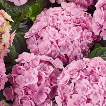 Гортензия крупнолистовая Флорентина/ЦКорЛюкс