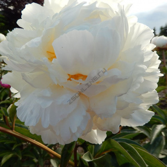 Пион молочноцветковый Класс Акт