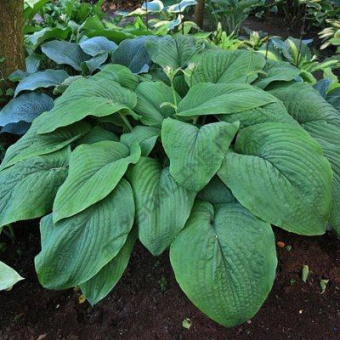 Хоста гибридная Ти Рекс