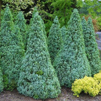 Ель сизая Сандерс Блю, Picea glauca Sander s Blue, в горшке 2л, 30-40 см