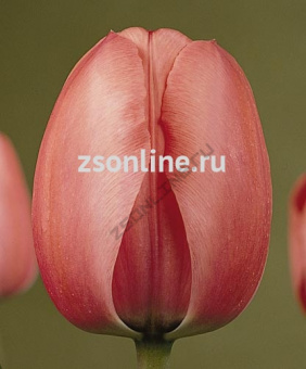 Изображение загружено обработкой по данным файла Excel