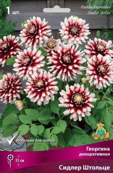Георгин декоративный Сидлер Штольце