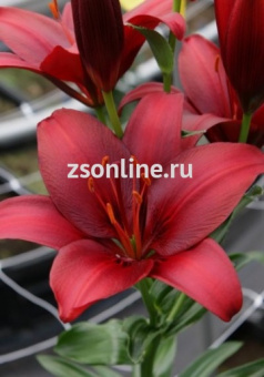 Изображение загружено обработкой по данным файла Excel