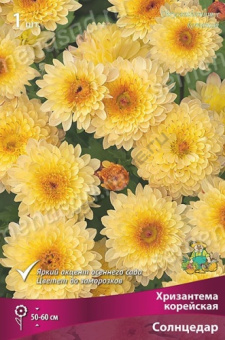 Хризантема корейская Солнцедар/К