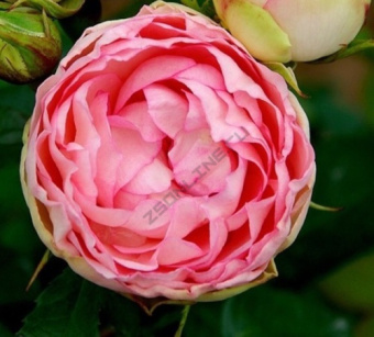 Роза чайно-гибридная Лавли Рококо/ЦКорЛюкс