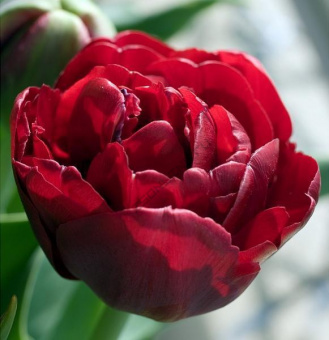 Тюльпан Emblazon