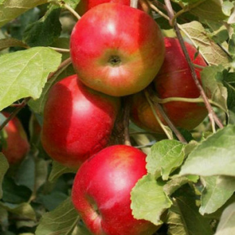 Яблоня колонновидная Васюган