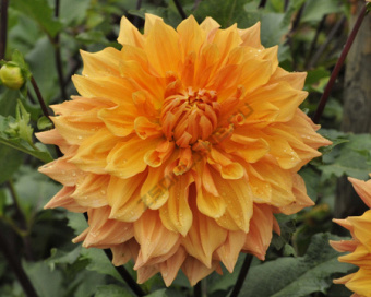 09ae6a915d8c72b6ba70e4eefeea17ab