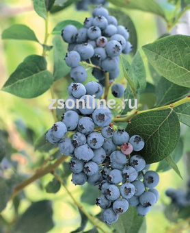 Изображение загружено обработкой по данным файла Excel